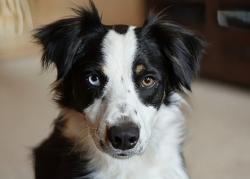 Lost Female Dog last seen Coventry Oaks Elementary, Lexington, KY 40511