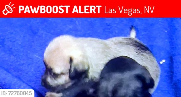 Lost Male Dog last seen Mojave rd, Las Vegas, NV 89101