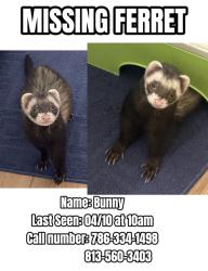 Lost Male Ferret last seen Leonard Street, Valrico FL 33594, Valrico, FL 33594