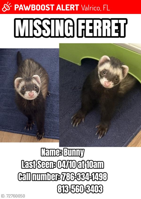 Lost Male Ferret last seen Leonard Street, Valrico FL 33594, Valrico, FL 33594