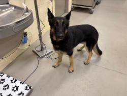 Shelter Stray Female Dog last seen DUMPED IN LOBBY, Sanford, FL 32773