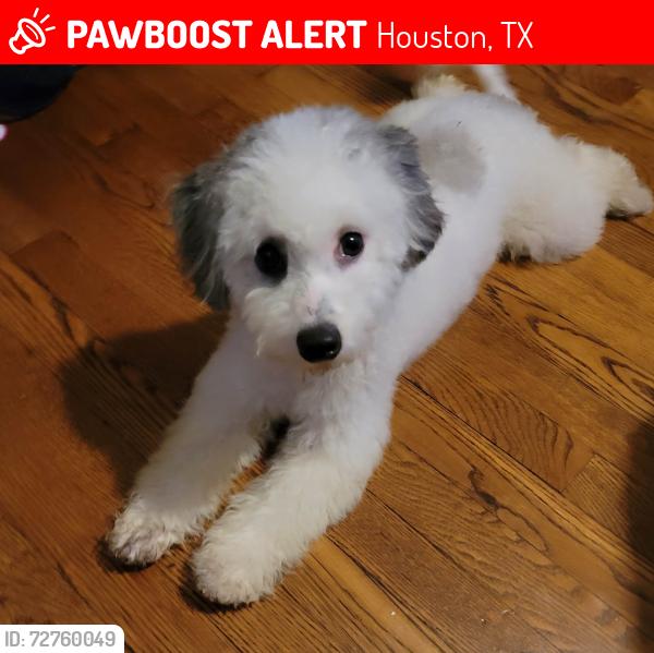 Lost Male Dog last seen Bingle and 43rd, Houston, TX 77092