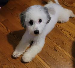 Lost Male Dog last seen Bingle and 43rd, Houston, TX 77092