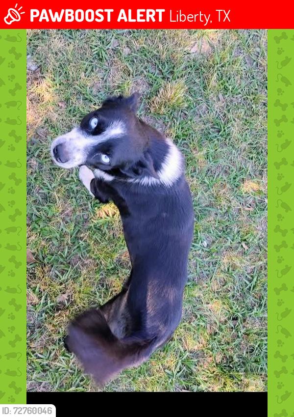 Lost Male Dog last seen Near , Liberty, TX 77575