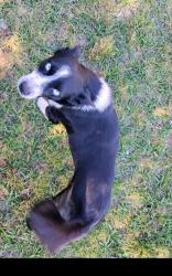 Lost Male Dog last seen Near , Liberty, TX 77575