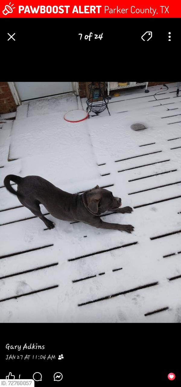 Lost Male Dog last seen Hwy 1187, Parker County, TX 76085