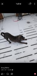 Lost Male Dog last seen Hwy 1187, Parker County, TX 76085