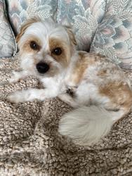 Lost Male Dog last seen Harper blvd and Seabold, Palm Bay, FL 32908
