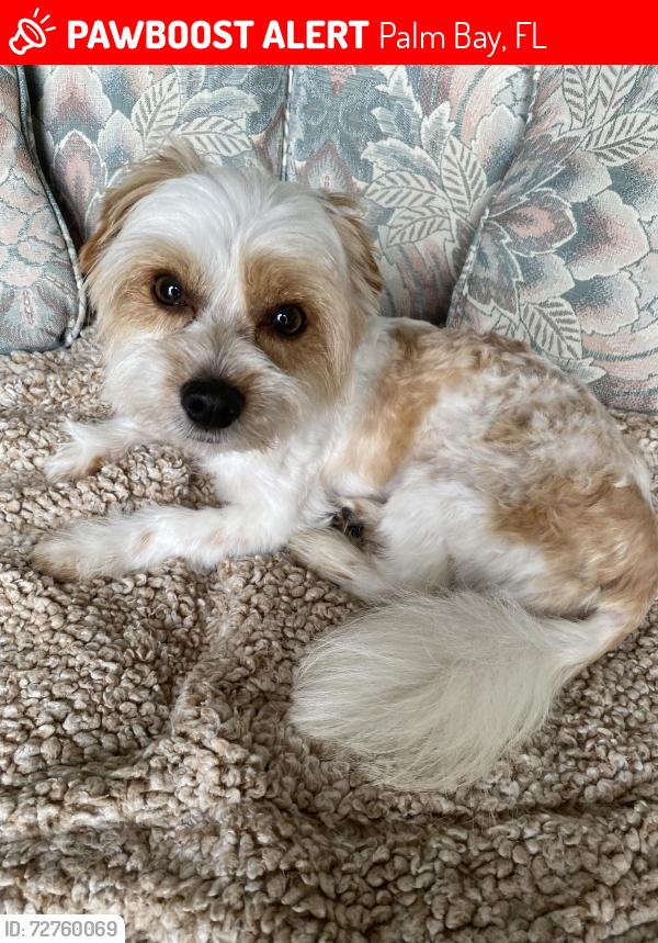 Lost Male Dog last seen Harper blvd and Seabold, Palm Bay, FL 32908