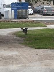 Found/Stray Unknown Dog last seen Near title max and loan place , Fort Worth, TX 76116