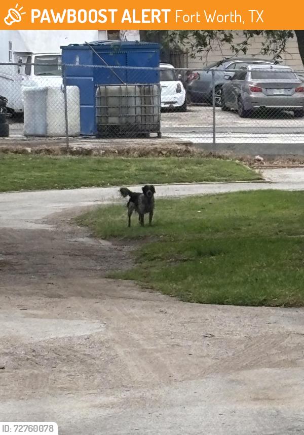 Found/Stray Unknown Dog last seen Near title max and loan place , Fort Worth, TX 76116