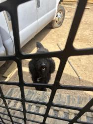 Lost Male Dog last seen The plaza , Charlotte, NC 28215