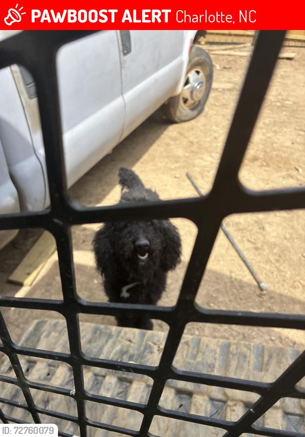 Lost Male Dog last seen The plaza , Charlotte, NC 28215