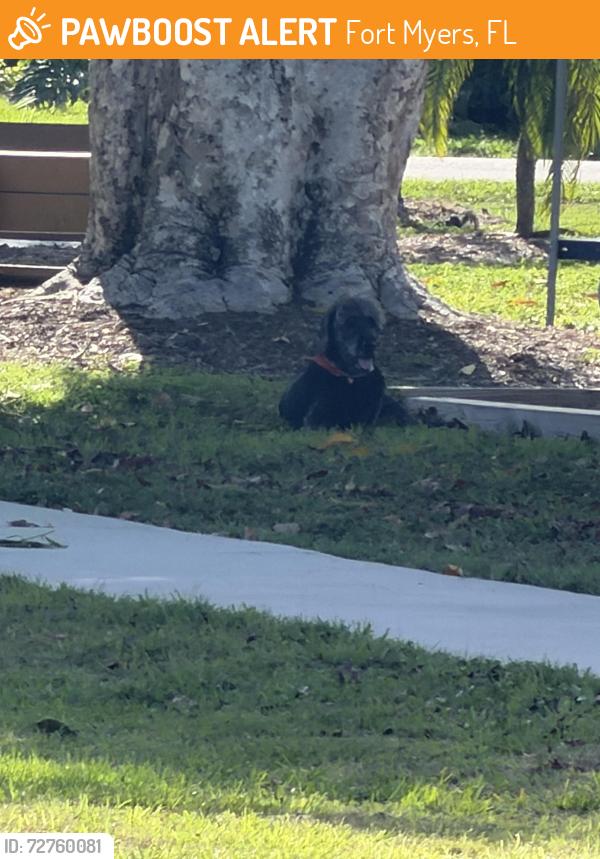 Found/Stray Unknown Dog last seen Jefferson Park on Jefferson & Luzon Street, Fort Myers, FL 33901