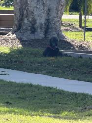 Found/Stray Unknown Dog last seen Jefferson Park on Jefferson & Luzon Street, Fort Myers, FL 33901