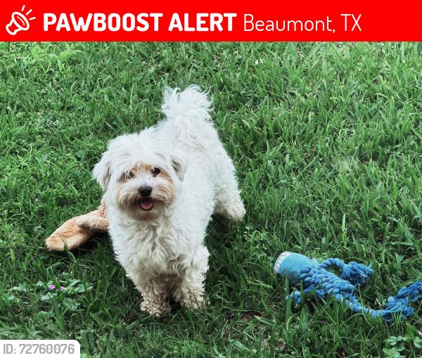 Lost Male Dog last seen Dowlen Rd, Beaumont, TX 77706