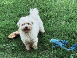 Lost Male Dog last seen Dowlen Rd, Beaumont, TX 77706
