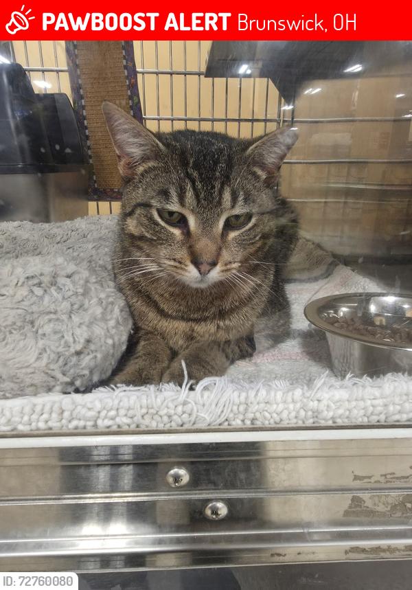 Lost Male Cat last seen Laurel rd, Brunswick, OH 44212