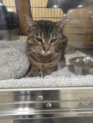 Lost Male Cat last seen Laurel rd, Brunswick, OH 44212
