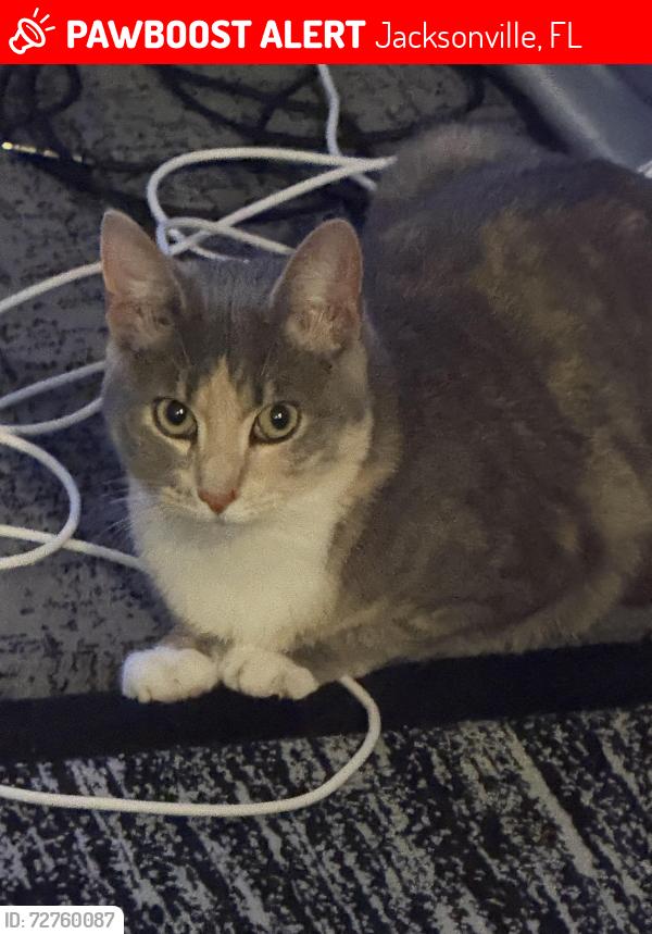 Lost Female Cat last seen publix, Jacksonville, FL 32256