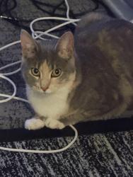 Lost Female Cat last seen publix, Jacksonville, FL 32256