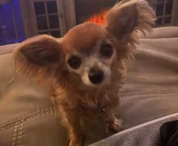 Lost Female Dog last seen Daniel Ave, Seneca, SC 29672