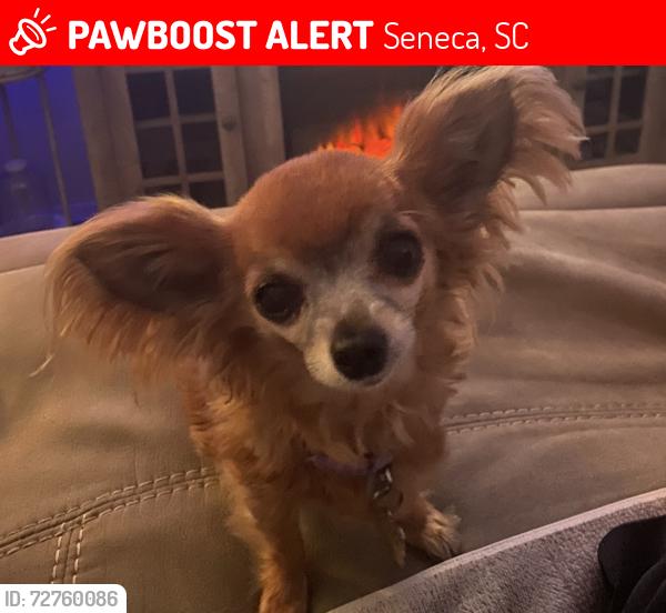 Lost Female Dog last seen Daniel Ave, Seneca, SC 29672