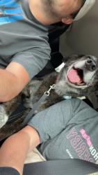 Found/Stray Female Dog last seen Near Marquette dr, Louisville, KY 40222