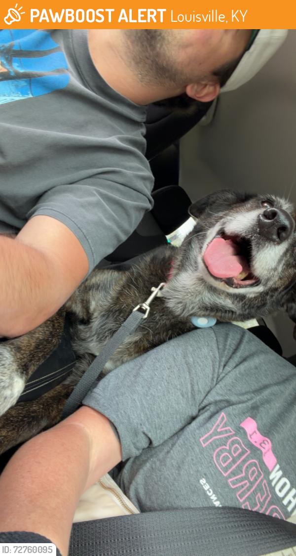 Found/Stray Female Dog last seen Near Marquette dr, Louisville, KY 40222