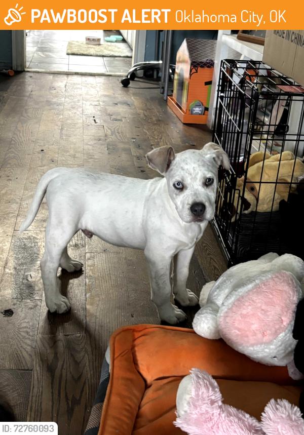 Found/Stray Male Dog last seen South Walker, Oklahoma City, OK 73129