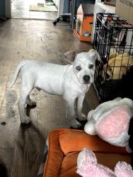Found/Stray Male Dog last seen South Walker, Oklahoma City, OK 73129