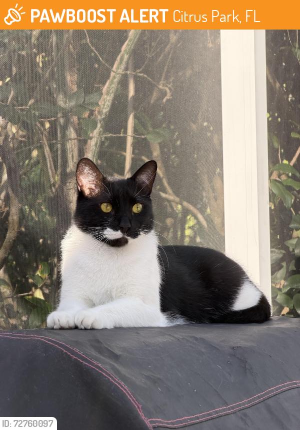 Found/Stray Male Cat last seen Citrus park, Citrus Park, FL 33625
