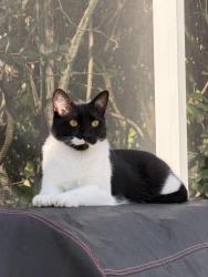 Found/Stray Male Cat last seen Citrus park, Citrus Park, FL 33625