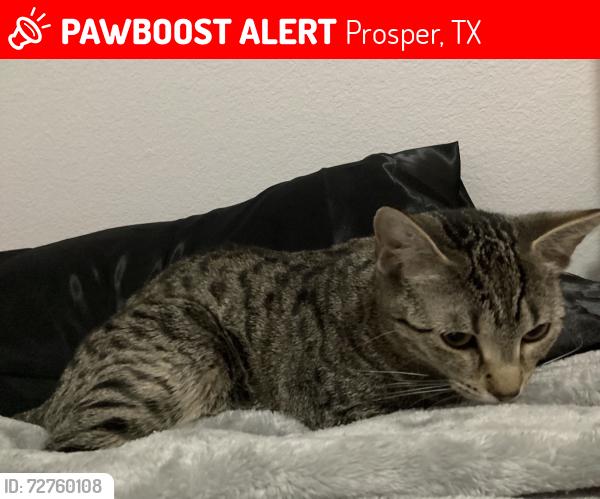 Lost Female Cat last seen Glenbrook, Prosper, TX 75078