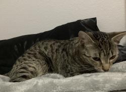 Lost Female Cat last seen Glenbrook, Prosper, TX 75078