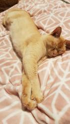 Lost Male Cat last seen Coopers Court Road, Stokenchurch, England HP14
