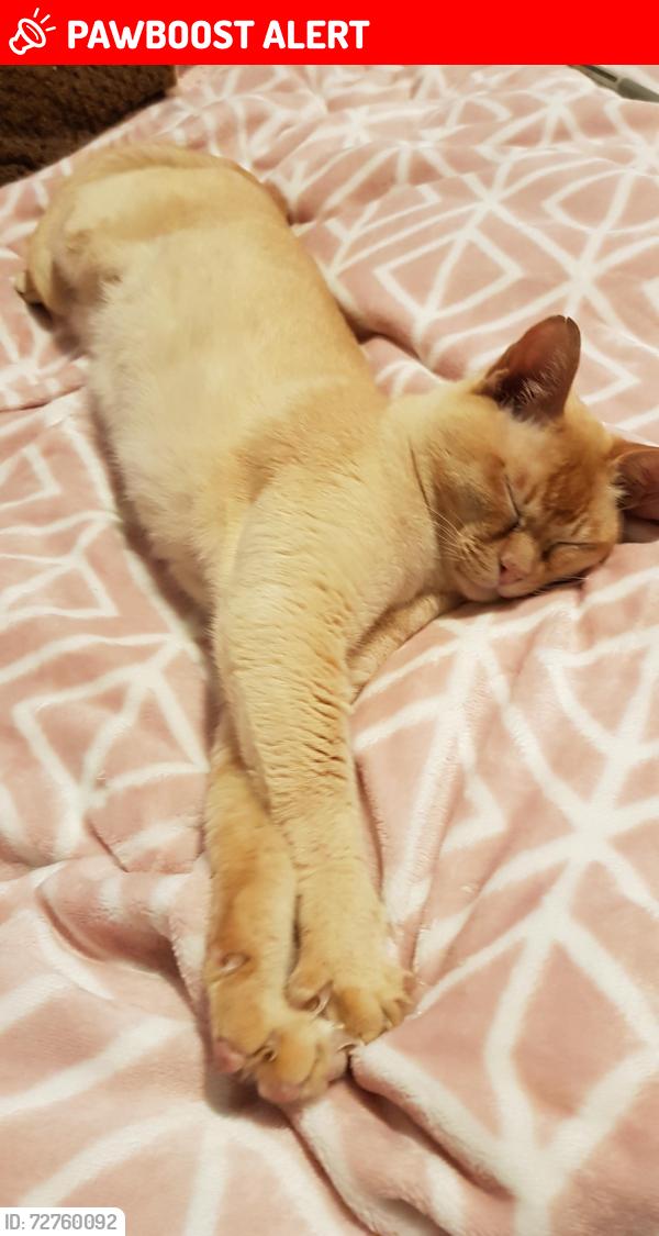 Lost Male Cat last seen Coopers Court Road, Stokenchurch, England HP14