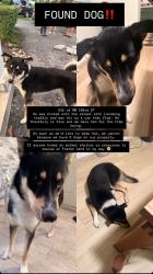 Found/Stray Male Dog last seen Nw 103rd St, Miami-Dade County, FL 33147