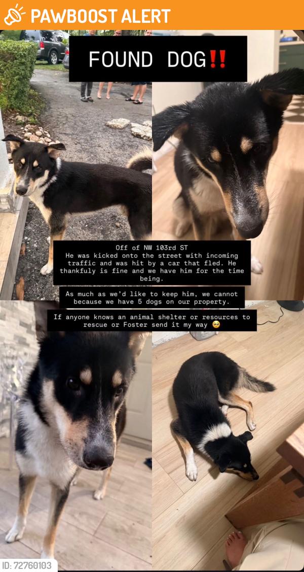 Found/Stray Male Dog last seen Nw 103rd St, Miami-Dade County, FL 33147