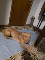 Reunited Female Dog last seen Near cardigan street, Stanmore, NSW 2050