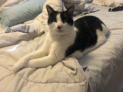 Lost Male Cat last seen Mountain and 14th, Upland, CA 91786