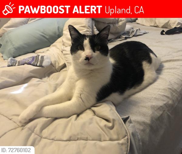 Lost Male Cat last seen Mountain and 14th, Upland, CA 91786