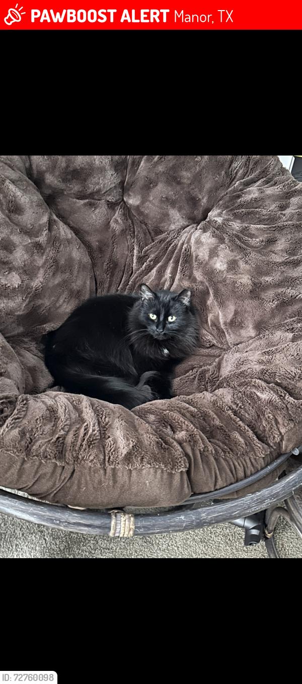 Lost Female Cat last seen Carillon and pealing way, Manor, TX 78653