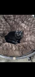 Lost Female Cat last seen Carillon and pealing way, Manor, TX 78653