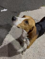 Found/Stray Male Dog last seen EonMobil at intersection of Madison & N Main St, looking into trash cans., Roxboro, NC 27573