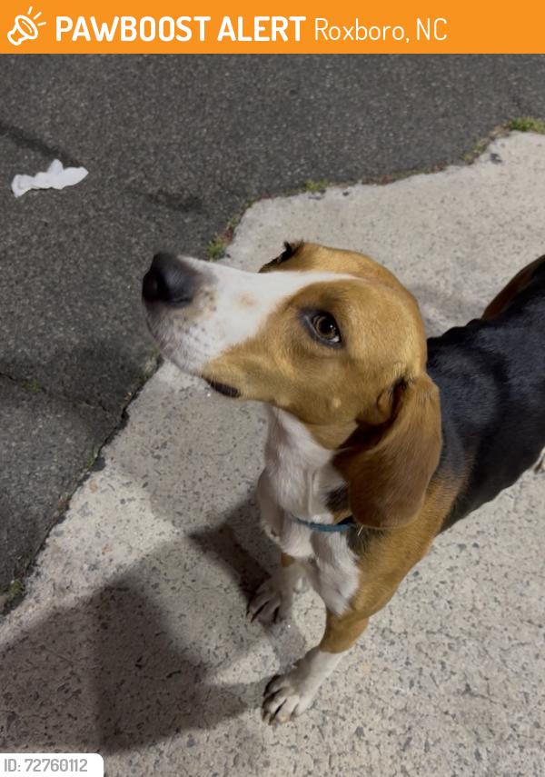 Found/Stray Male Dog last seen EonMobil at intersection of Madison & N Main St, looking into trash cans., Roxboro, NC 27573