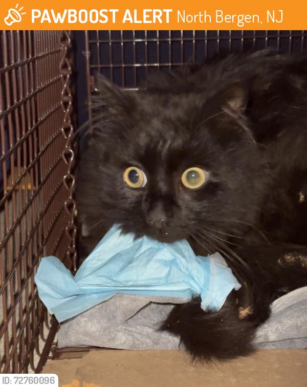 Found/Stray Male Cat last seen 10th Street Park, Columbia Ave, North Bergen, NJ 07047, North Bergen, NJ 07047