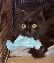 Found/Stray Male Cat last seen 10th Street Park, Columbia Ave, North Bergen, NJ 07047, North Bergen, NJ 07047