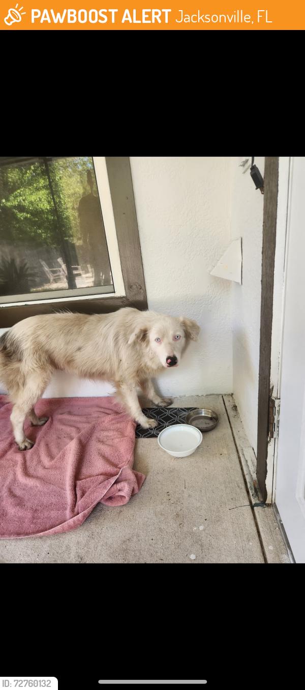 Found/Stray Female Dog last seen Atlantic blv, Jacksonville, FL 32225