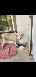 Found/Stray Female Dog last seen Atlantic blv, Jacksonville, FL 32225